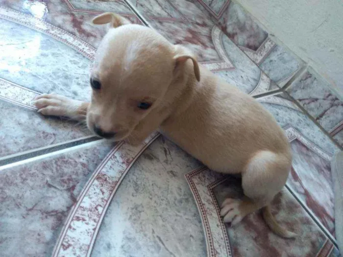 Cachorro ra a  idade 1 ano nome Melissa