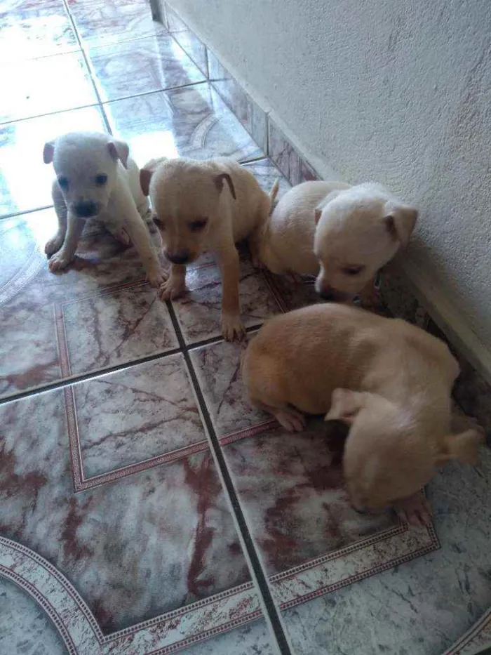 Cachorro ra a  idade 1 ano nome Melissa