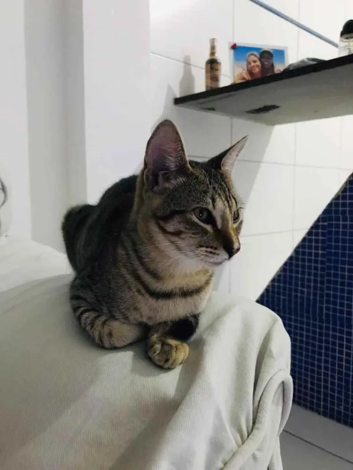 Gato raça  idade 2 a 6 meses nome Safira