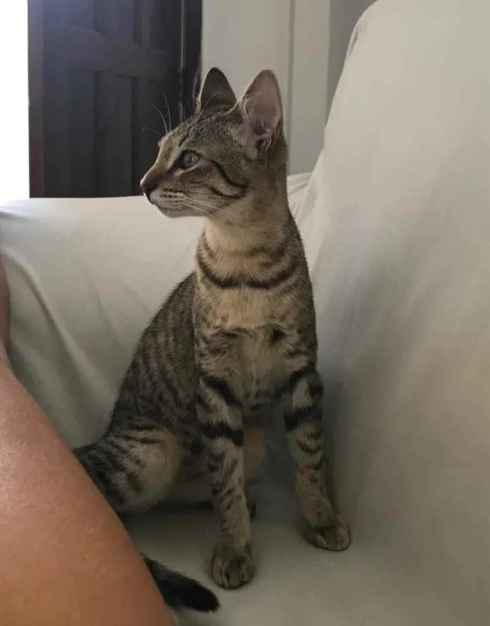 Gato raça  idade 2 a 6 meses nome Safira