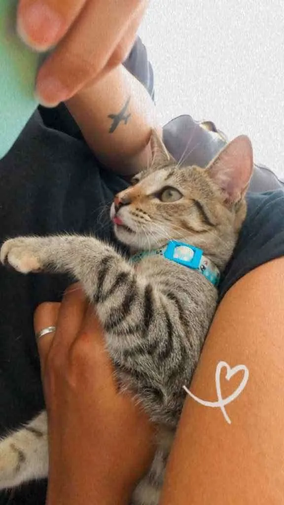 Gato raça  idade 2 a 6 meses nome Safira