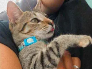 Gato raça  idade 2 a 6 meses nome Safira