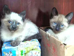 Gato raça Siamês idade Abaixo de 2 meses nome Sem nomes