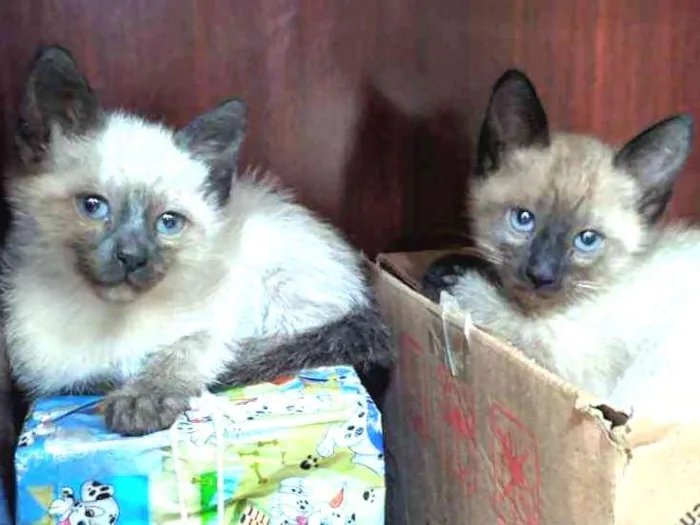 Gato ra a Siamês idade Abaixo de 2 meses nome Sem nomes