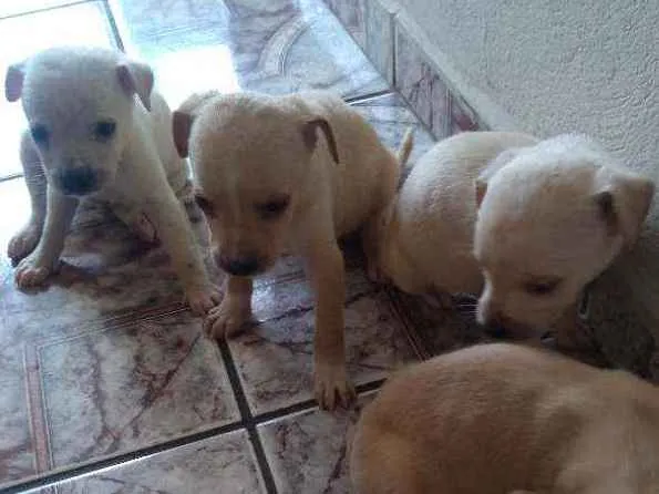 Cachorro ra a  idade 1 ano nome Melissa