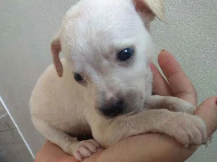 Cachorro ra a  idade 1 ano nome Melissa