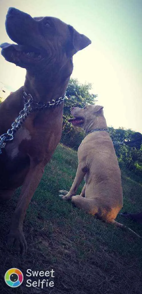 Cachorro raça Pitbull  idade 4 anos nome Jijalma e raimunda 