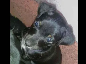 Cachorro raça Filhote de pinscher n 3 idade Abaixo de 2 meses nome Sem nome