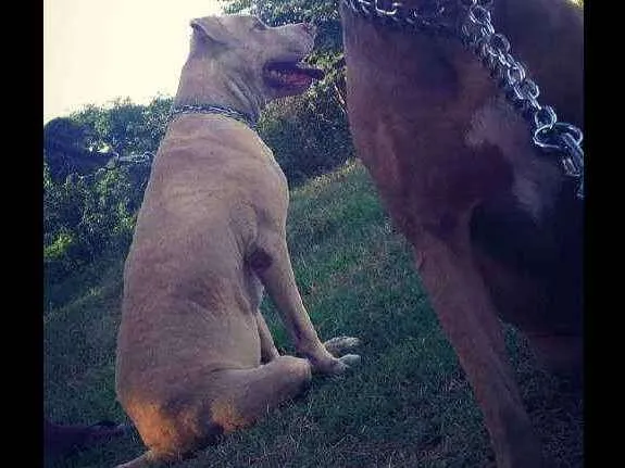 Cachorro raça Pitbull  idade 4 anos nome Jijalma e raimunda 