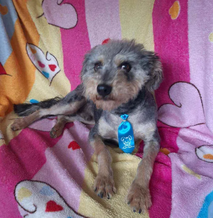 Cachorro ra a Srd idade 3 anos nome Fredi