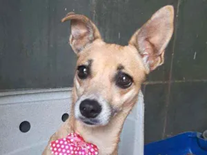 Cachorro raça Srd idade 2 anos nome Pipoca