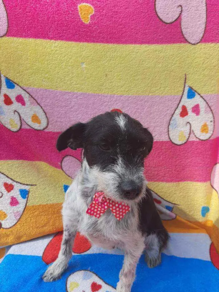 Cachorro ra a Srd idade 2 anos nome Maria