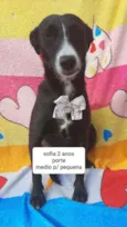 Cachorro raça Srd idade 3 anos nome Safira