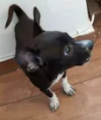 Titi