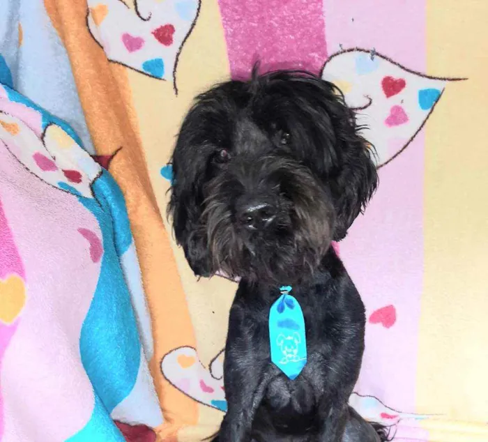 Cachorro ra a Srd idade 2 anos nome Bruce