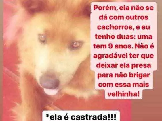 Cachorro ra a Chow chow com ... idade 5 anos nome Duda