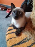 Macchiato