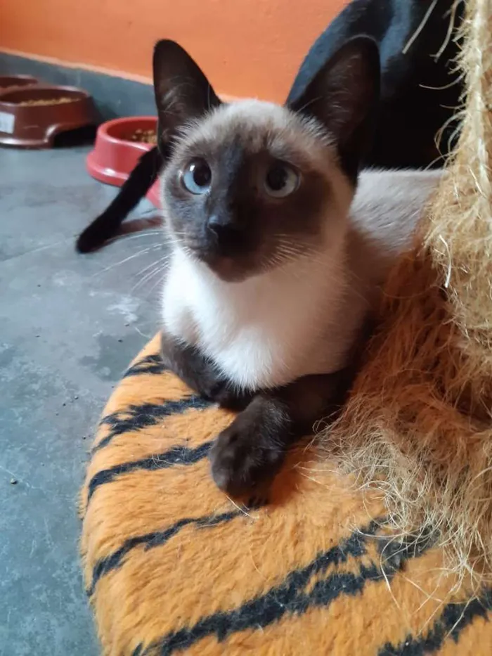 Gato ra a SRD-ViraLata idade 2 a 6 meses nome Macchiato