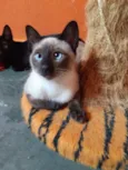 Macchiato
