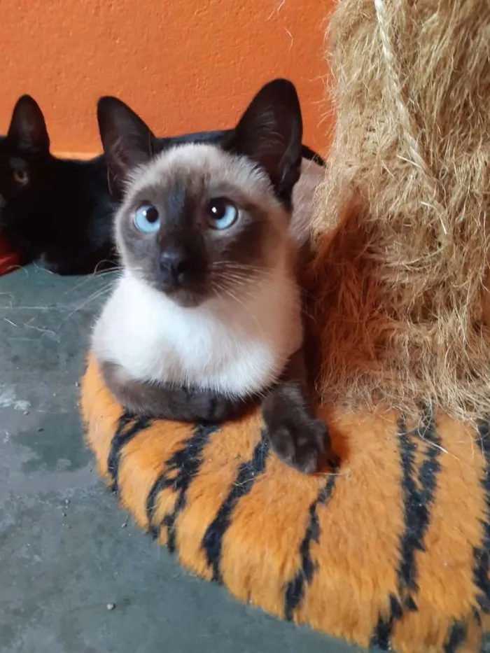 Gato ra a SRD-ViraLata idade 2 a 6 meses nome Macchiato