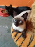 Macchiato