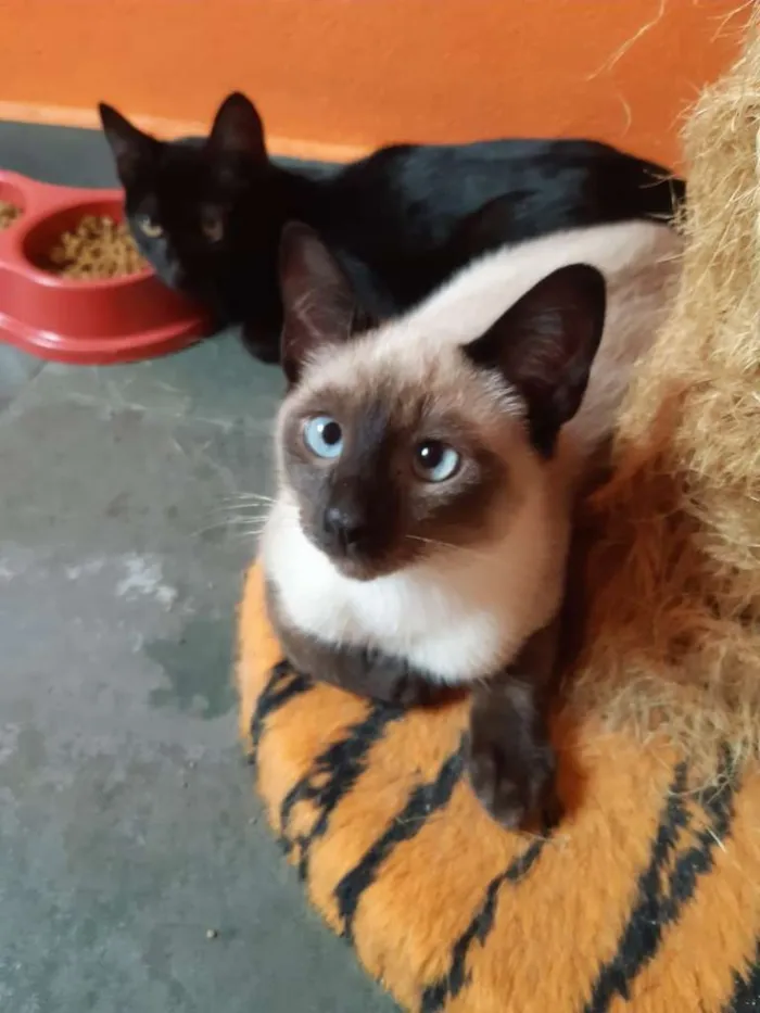 Gato ra a SRD-ViraLata idade 2 a 6 meses nome Macchiato