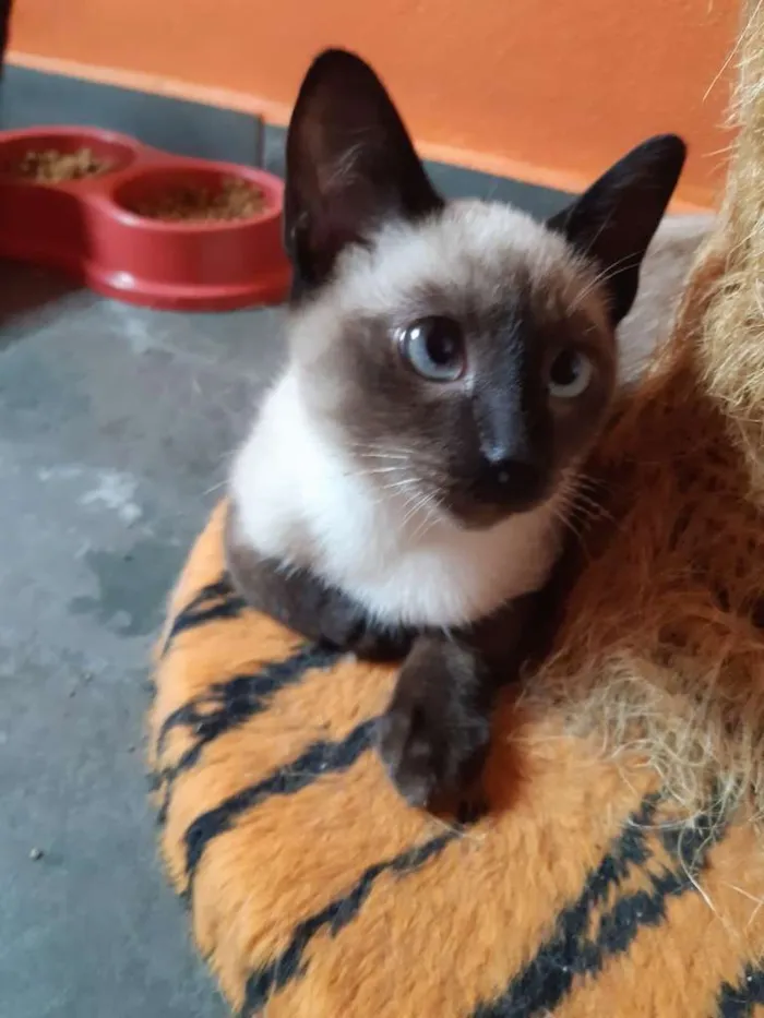 Gato ra a SRD-ViraLata idade 2 a 6 meses nome Macchiato