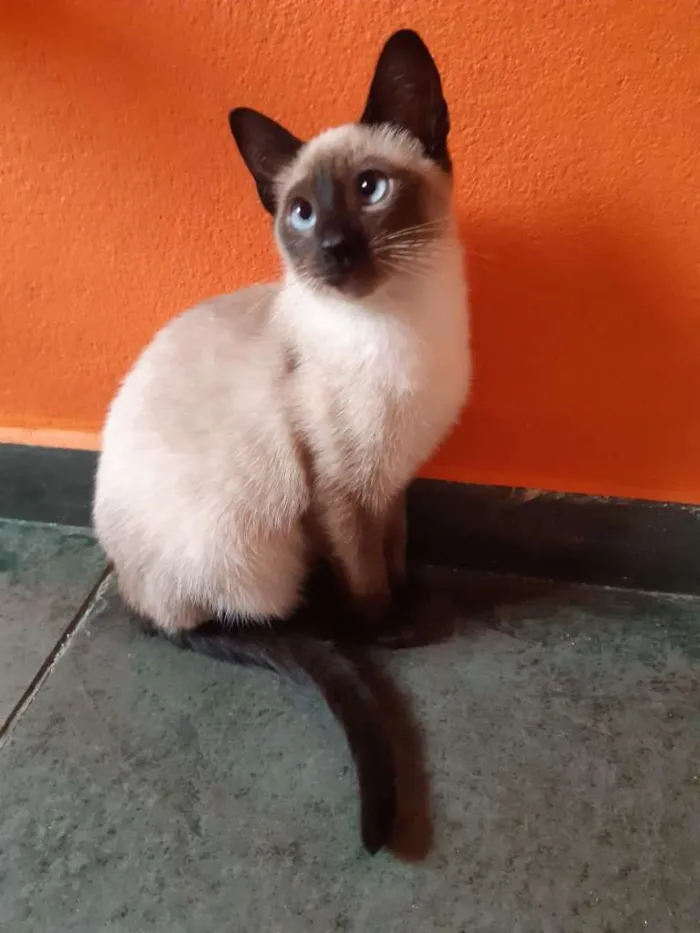 Gato ra a SRD-ViraLata idade 2 a 6 meses nome Macchiato