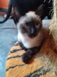 Macchiato
