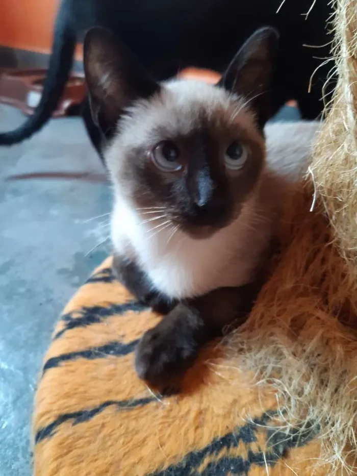 Gato ra a SRD-ViraLata idade 2 a 6 meses nome Macchiato
