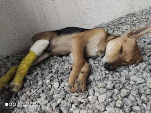 Cachorro raça SRD idade 2 a 6 meses nome Lupin