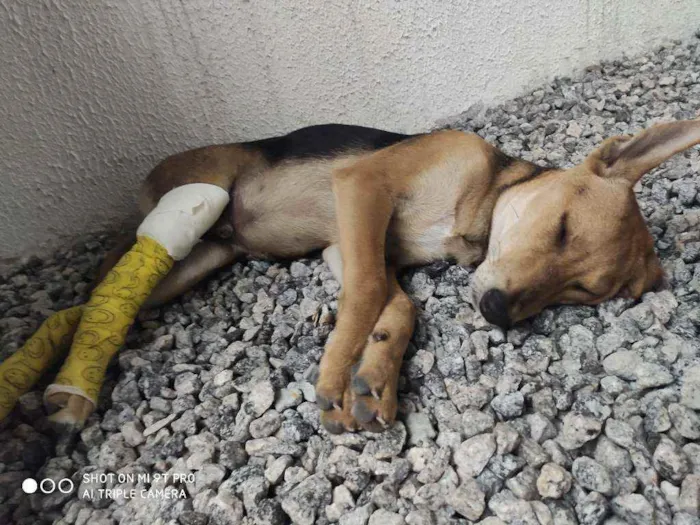 Cachorro ra a SRD idade 2 a 6 meses nome Lupin