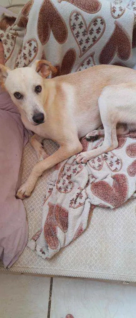 Cachorro raça Vira lata  idade 1 ano nome BILLY