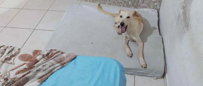 Cachorro raça Vira lata  idade 1 ano nome BILLY