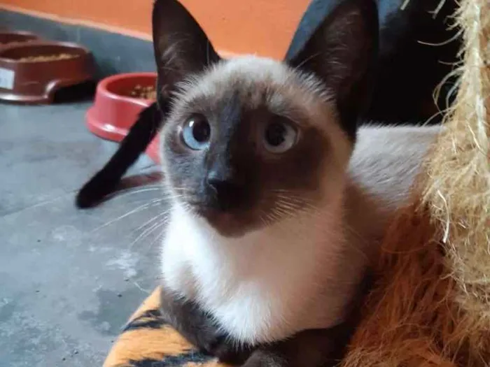 Gato ra a SRD-ViraLata idade 2 a 6 meses nome Macchiato