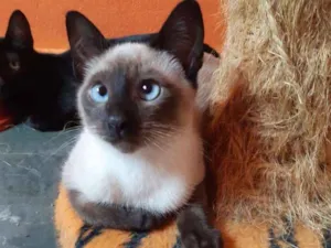 Gato raça SRD-ViraLata idade 2 a 6 meses nome Macchiato