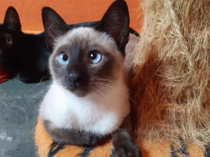 Gato ra a SRD-ViraLata idade 2 a 6 meses nome Macchiato