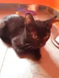 Expresso
