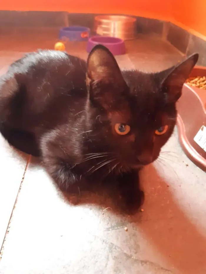 Gato ra a SRD-ViraLata idade 2 a 6 meses nome Expresso