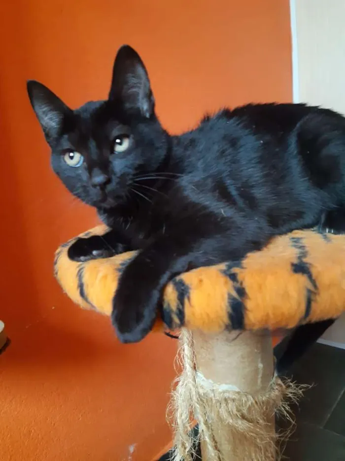 Gato ra a SRD-ViraLata idade 2 a 6 meses nome Expresso