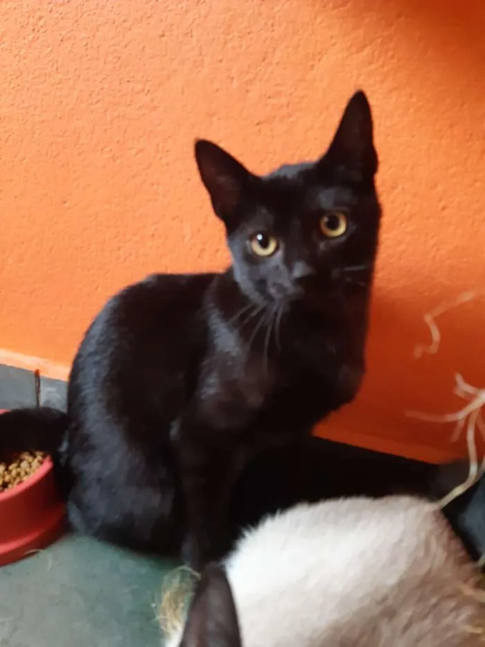 Gato ra a SRD-ViraLata idade 2 a 6 meses nome Expresso