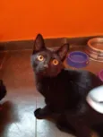 Expresso