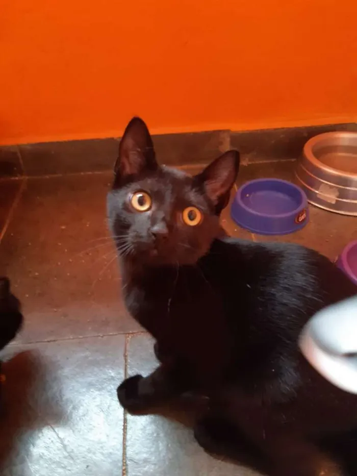 Gato ra a SRD-ViraLata idade 2 a 6 meses nome Expresso