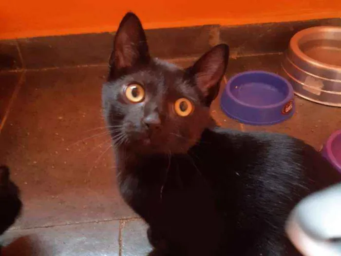 Gato ra a SRD-ViraLata idade 2 a 6 meses nome Expresso
