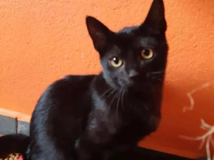 Gato ra a SRD-ViraLata idade 2 a 6 meses nome Expresso
