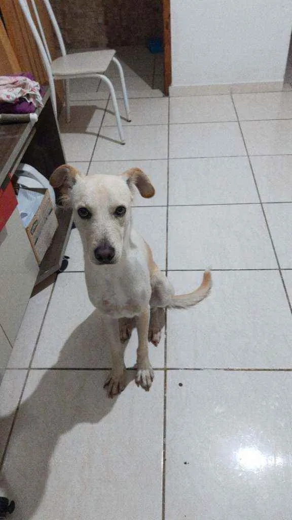 Cachorro ra a Vira lata idade 1 ano nome BILLY