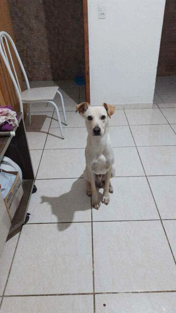 Cachorro ra a Vira lata idade 1 ano nome BILLY