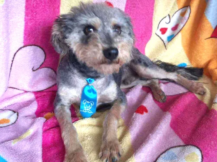 Cachorro ra a Srd idade 3 anos nome Fredi