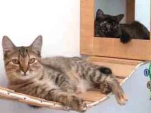 Gato raça SRD-ViraLata idade 3 anos nome Pepa e Duda