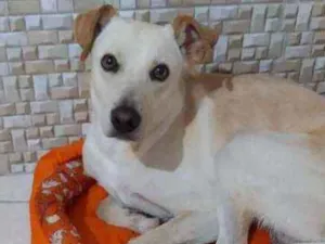 Cachorro raça Vira lata idade 1 ano nome BILLY